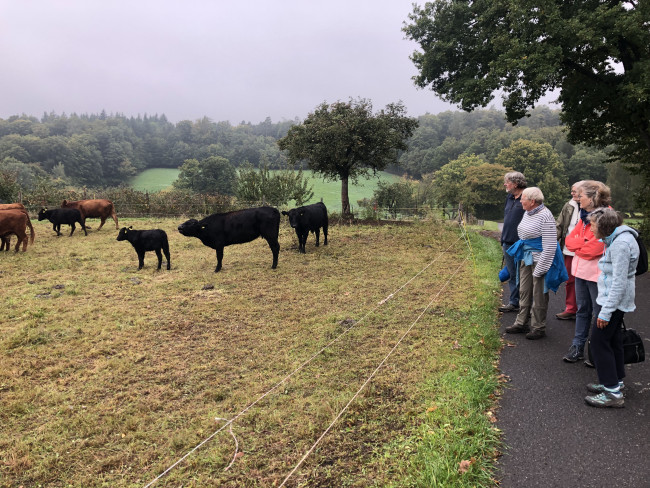 Wandergruppe mit Rinderherde im Spessart.