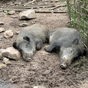 Wildschwein im Wildgehege Schollbrunn